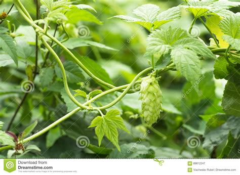 Conos De Salto Frescos Verdes Para Hacer La Cerveza Primer Imagen De