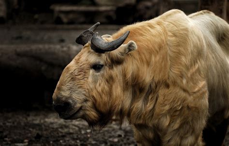 San Diego Zoos Golden Takin Calf Offers Glimpse Of A Seldom Seen Species