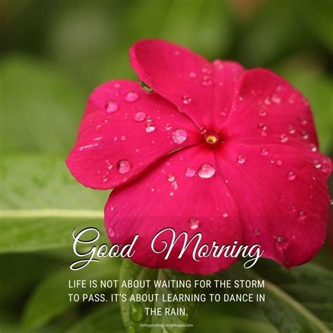 Beautiful Rainy Good Morning Quotes