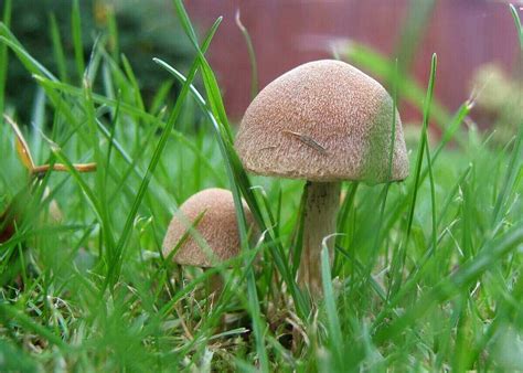 How To Identify And Treat Grass Fungus