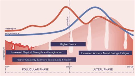 Menstrual Cycle Emotions Chart