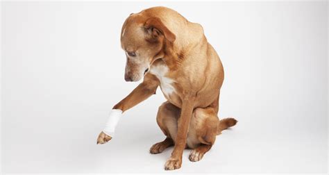 What Causes Pain In Dogs Petlifeca