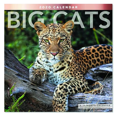 Mead Big Cats 12x12 Monthly Wall Calendar Animals