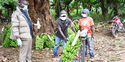 Banana Farmers In Taveta Call For Completion Of Factory Nation