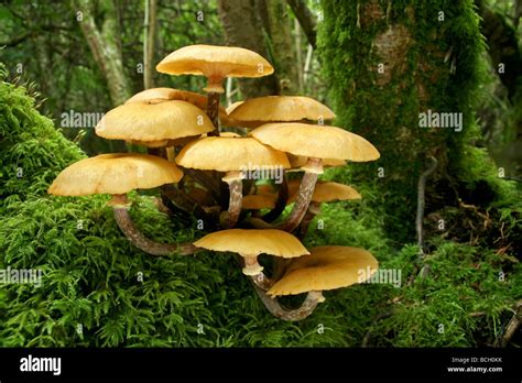 Honey Fungus Armillaria Mellea Growing From The Base Of A Tree Stock