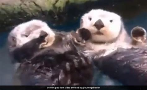 This Video Of Otters Holding Hands Is Spreading Love On The Internet