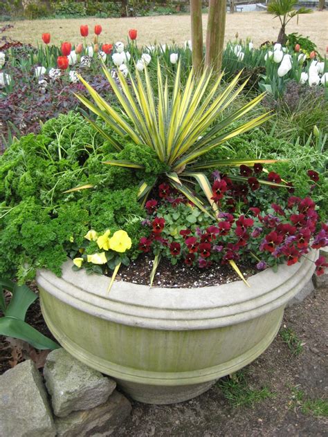 Foolproof Winter Hardy Tropical And Temperate Plants Hgtv