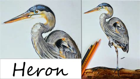 How To Draw A Heron Great Blue Heron Youtube