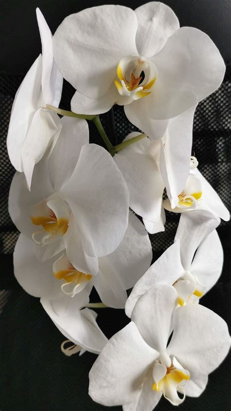 Dive into the research topics where petr hradil is active. Pin by Peter Hradil on moje orchidey | Plants