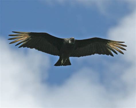 Black Vulture Photos Birdspix