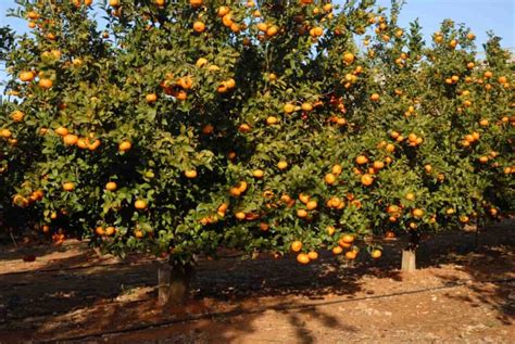 Optimizing Sweet Orange Orchard Management A Month By Month Operation