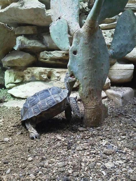 Did you scroll all this way to get facts about pet tortoise? Texas Tortoise | Tortoise care, Tortoises, Tortoise habitat