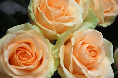 Roses Peach Avalanche — Stock Photo © Olga18x27 11935589
