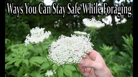 How To Stay Safe While Foraging Wild Edibles And Medicinal Plants Youtube
