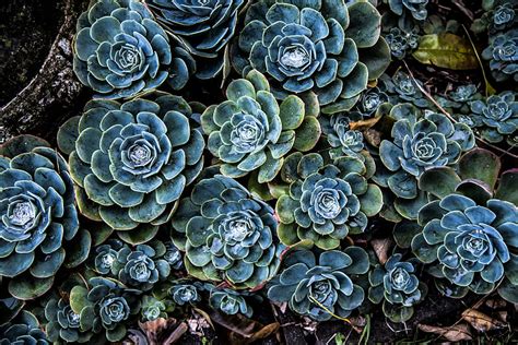 5k Free Download Green And Blue Succulent Plants Hd Wallpaper Peakpx