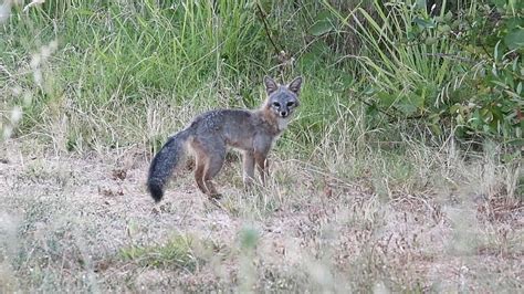 Gray Fox Urocyon Cinereoargenteus Rocklin Wetlands