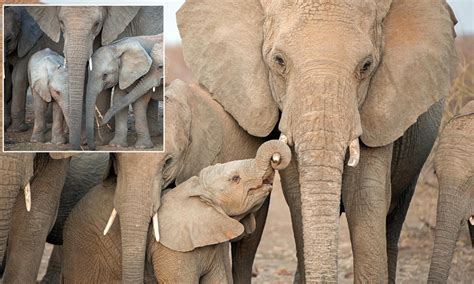 Cute Baby Elephant Hugs His Mothers Tusk With His Tiny Trunk For Comfort