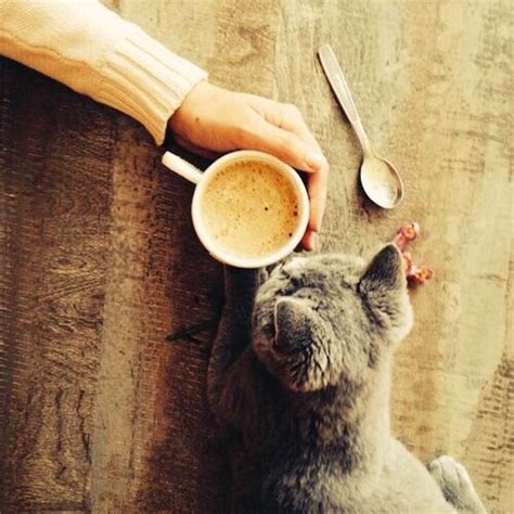Coffee And Kittens Coffee Cute Animals Cats Cute Cats