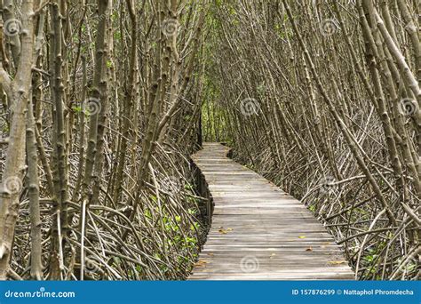 A Long Wooden Pathway In Mangrove Forest Background Stock Image Image