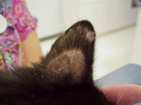 Exclusively Cats Veterinary Hospital Blog Ringworm Infection In Cats