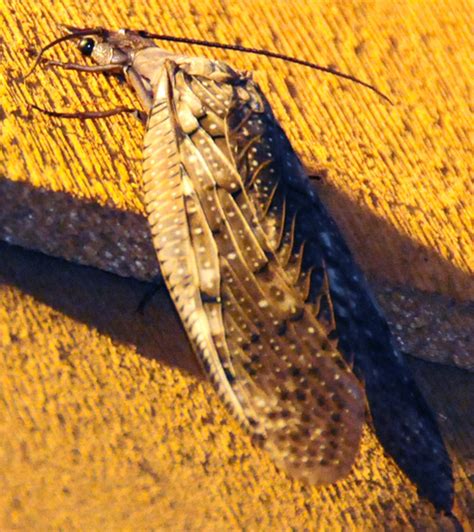 Dobsonfly Whats That Bug