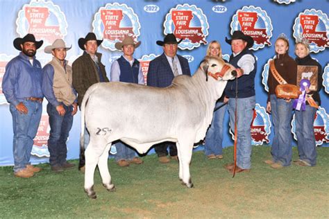 Championship Brahman Cattle From Brc Br Cutrer Inc