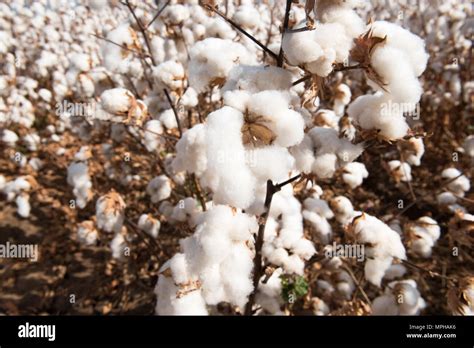 Cotton Ready For Harvesting Captured Near Warren In Nsw Australia