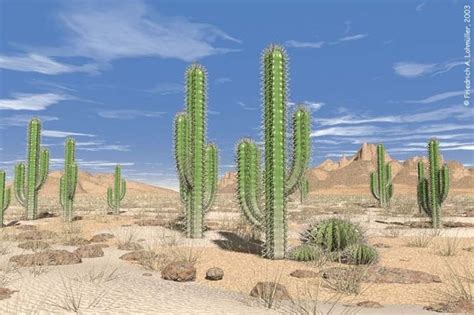 What Are The Different Desert Plants And Aquatic Plants Quora