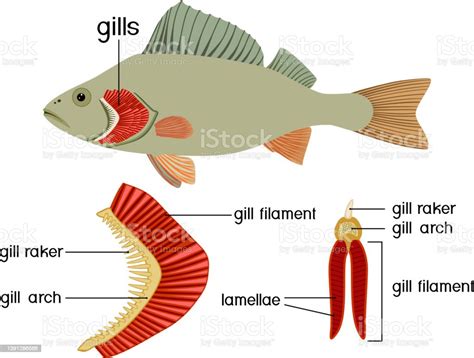 Structure Of Fish Gills Isolated On White Educational Material With For