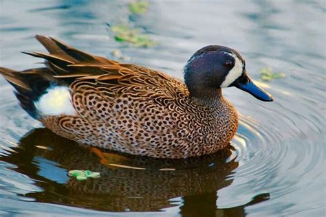 Blue Winged Teal Blue Winged Teal Teal Duck Pet Birds
