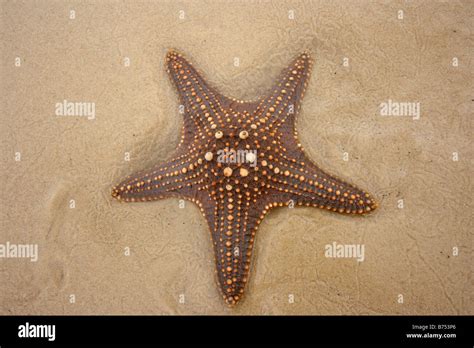 Brown Starfish In Shallow Water Horizontal Bdb11401 Stock Photo