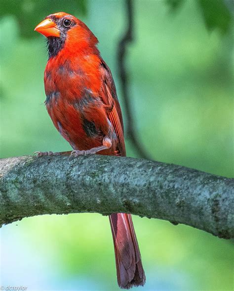 The Molting Male Cardinal Photograph By David Taylor Fine Art America