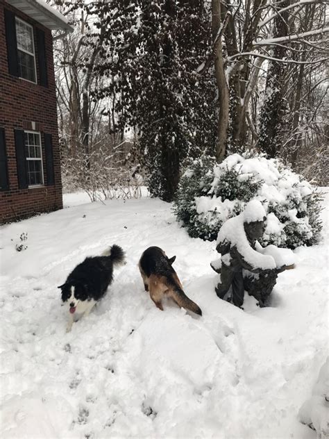 Even if they get along quickly and easily, you'll be setting the. Can a German Shepherd get along well with a Border Collie ...