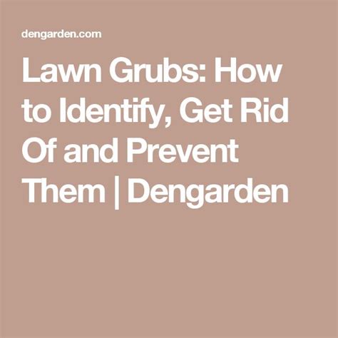Lawn Grubs How To Identify Get Rid Of And Prevent Them Grubs