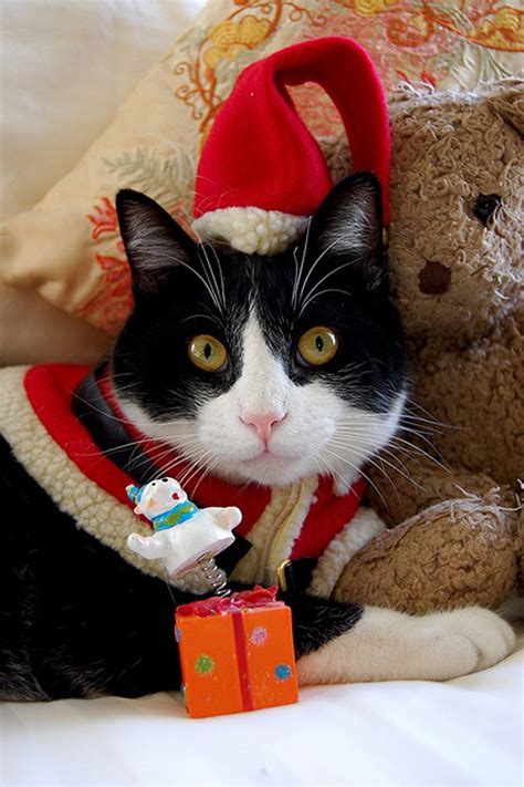 30 Gatos De Navidad Fotosdelanaturalezaes Con Imágenes Gatos
