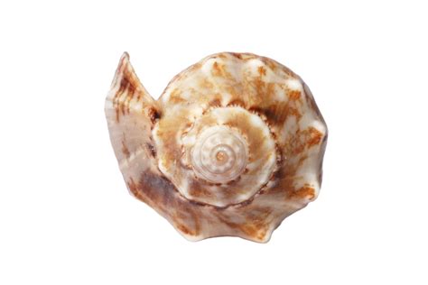 Spiral Shaped Sea Shell Free Stock Photo Public Domain Pictures