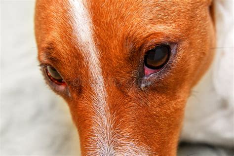 Close Up Of Redness And Bump In The Eye Of A Dog Conjunctivitis Eyes