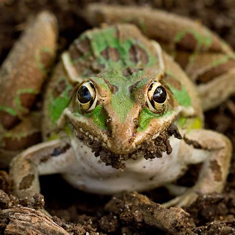 Photograph Mad Frog By Lorraine Hudgins On 500px