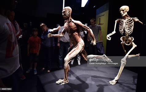 The Display Called The Relay Runner At The Body Worlds Vital News