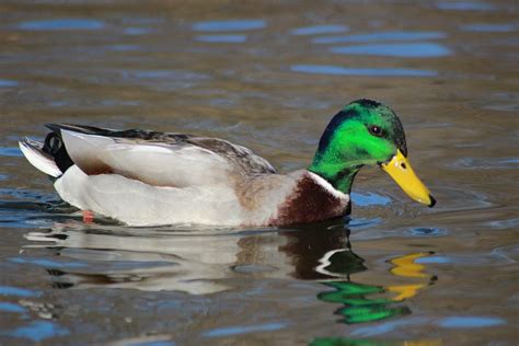 Duck Bird Water Free Photo On Pixabay
