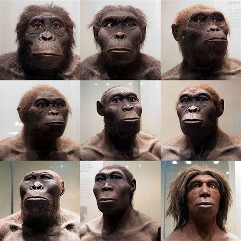 Human Ancestors A Photo On Flickriver Evolusi Manusia Evolusi Manusia