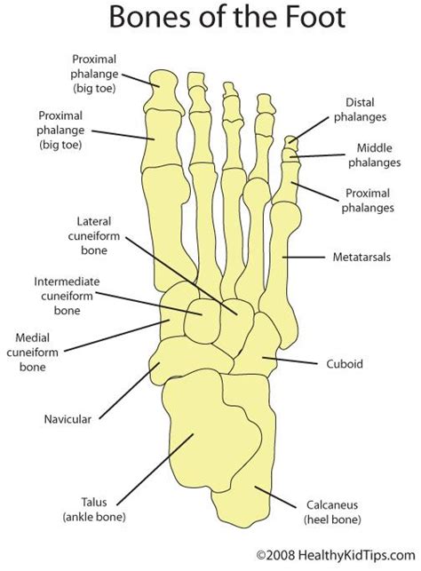 Bones names for valve bipedal rigs. Ben at Gothenburg University - StudyBlue