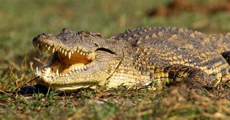 Alligator Vs Crocodile Vs Caiman Vs Gharial What Are The