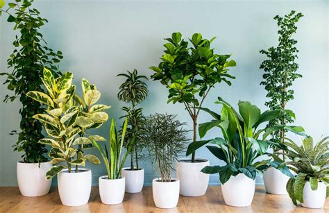Top 5 Indoor Plants For Your Home