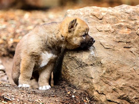 Dingo Pups Blow Up Cute Meter Daily Telegraph