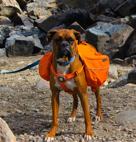 The Best Dog Hiking Packs Of 2019 — Treeline Review