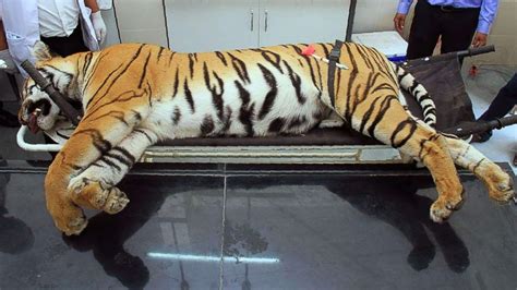 Man Eating Tigers Killing In India Leads To Criticism From Activists