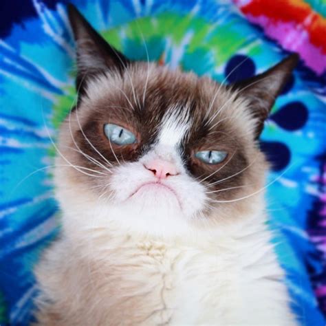 Twitter Grumpy Cat Breed Grumpy Cat Birthday Grumpy Cat Art