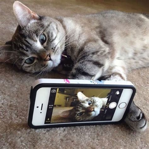 Meet Nala The Most Famous Cat On Instagram