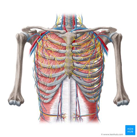 Anatomia Torax